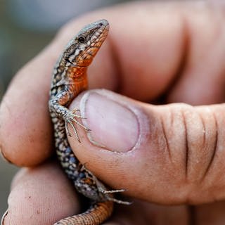 Mauereidechse in einer Hand