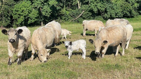 Galloway-Rinder auf den Gnadenhof in Endlichhofen im Rhein-Lahn-Kreis