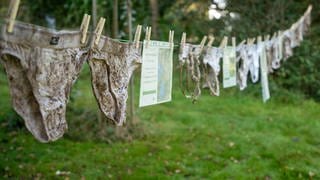 Verschiedene mit Erde verschmutze Unterhosen hängen auf einer Leine: Das Forstamt Hachenburg hatte Menschen aufgerufen, Baumwollunterhosen zu verbuddeln, um herauszufinden, ob es genug Bodenlebewesen gibt, die sie zersetzen. 