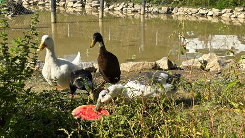 Ein Kleinod mit Tieren, Biotop und Nutzgärten in Bad Bodendorf an der Ahr: der Schwanenteich.