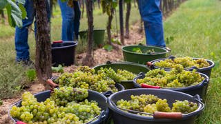 Mehrere Menschen stehen im Weinberg und lesen Trauben. Viele Winzer in Rheinland-Pfalz stecken mitten in der Weinlese und sorgen sich gleichzeitig um ihre Zukunft. Denn der Weinabsatz ist gesunken und viele Verbraucher kaufen günstige Weine aus dem Ausland.