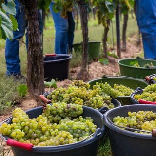 Mehrere Menschen stehen im Weinberg und lesen Trauben. Viele Winzer in Rheinland-Pfalz stecken mitten in der Weinlese und sorgen sich gleichzeitig um ihre Zukunft. Denn der Weinabsatz ist gesunken und viele Verbraucher kaufen günstige Weine aus dem Ausland.