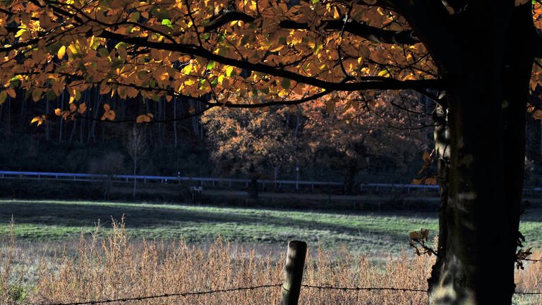 Ein Baum mit goldgelben Blättern am Rand des Rundwanderweges rund um den Laacher See im Herbst.