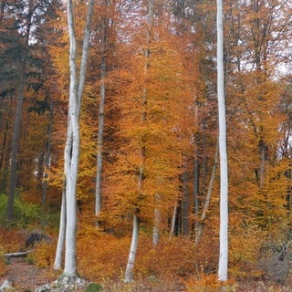 Rot-gelbe Blätter leuchten an Bäumen im Herbst am Malberg im Westerwald: Ein Geheimtipp für einen Ausflug im Herbst.