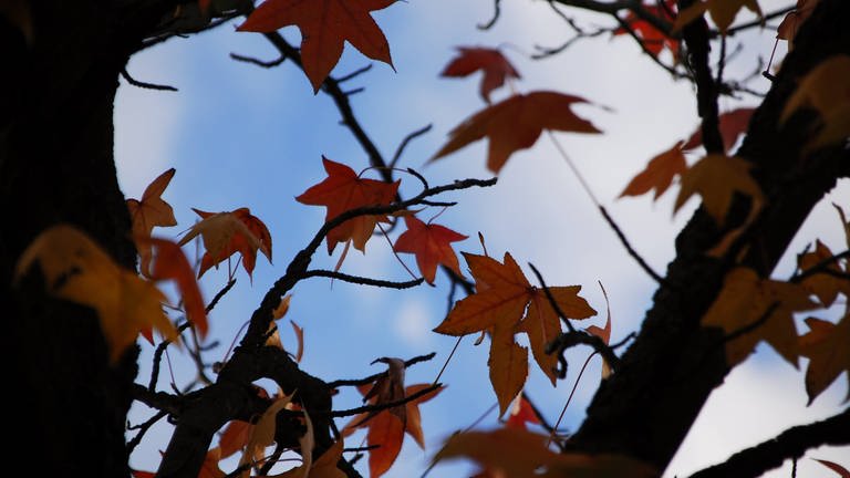 Dreifelder Weiher im Westerwald im Herbst