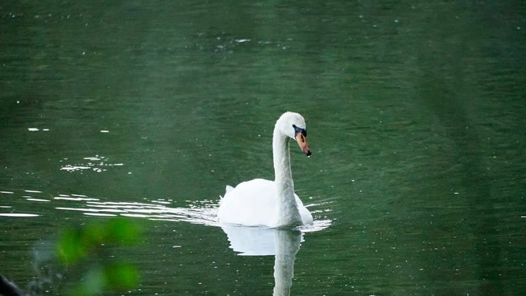 Dreifelder Weiher im Westerwald im Herbst