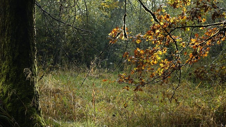 Dreifelder Weiher im Westerwald im Herbst