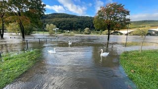 Nach dem vielen Regen ist das Wasser der Mosel über die Ufer getreten - hier bei Zeltingen-Rachtig wurde das Ufer überschwemmt. Es tummeln sich Schwäne dort, wo sonst Spaziergänger laufen. 