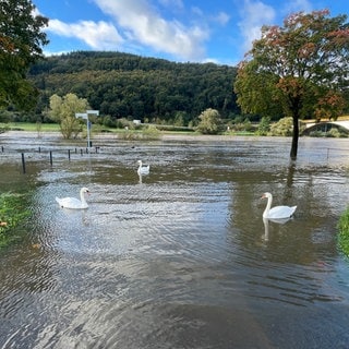 Nach dem vielen Regen ist das Wasser der Mosel über die Ufer getreten - hier bei Zeltingen-Rachtig wurde das Ufer überschwemmt. Es tummeln sich Schwäne dort, wo sonst Spaziergänger laufen. 