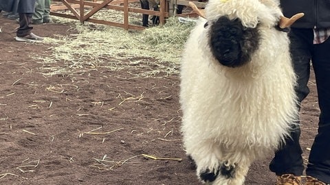 Züchter präsentieren auch außergewöhnliche Schafrassen wie das Walliser Schwarznasenschaf auf dem Schafmarkt in Mayen.