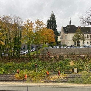 In Ahrweiler haben Arbeiter im Auftrag der Bahn Bäume an den Gleisen gefällt. Die Kreisverwaltung hat die Arbeiten gestoppt, denn eine Genehmigung lag noch nicht vor.