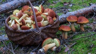 Korb mit Pilzen. Pilzsammler sammeln kiloweise Pilze im Rhein-Hunsrück-Kreis. Förster schlagen Alarm.