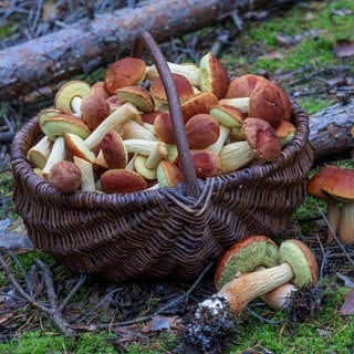 Korb mit Pilzen. Pilzsammler sammeln kiloweise Pilze im Rhein-Hunsrück-Kreis. Förster schlagen Alarm.