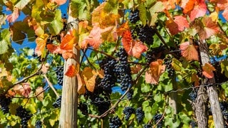 Rotweinabaugebiet Ahr, rote Trauben und herbstliches Weinlaub