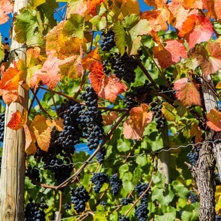 Rotweinabaugebiet Ahr, rote Trauben und herbstliches Weinlaub