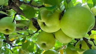 Äpfel an einem Baum - im Ahrtal pflanzen Freiwillige am Wochenende viele neue Obstbäume entlang der Ahr.