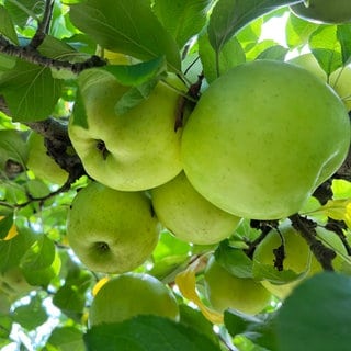 Äpfel an einem Baum - im Ahrtal pflanzen Freiwillige am Wochenende viele neue Obstbäume entlang der Ahr.