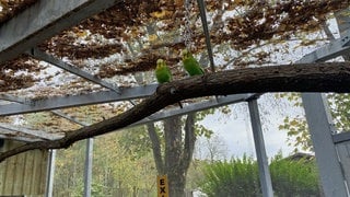 Zwei Wellensittiche sitzen auf einem Ast in der neuen Australienvoliere im Neuwieder Zoo.