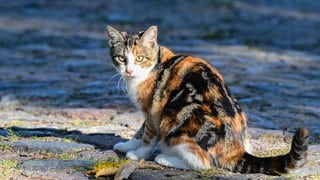 Katze sitzt auf Kopfsteinpflaster auf der Straße. 