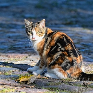 Katze sitzt auf Kopfsteinpflaster auf der Straße. 