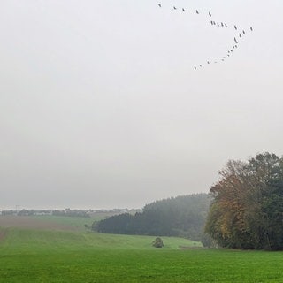 Zugvögel über einer Wiese bei Laufersweiler im Hunsrück