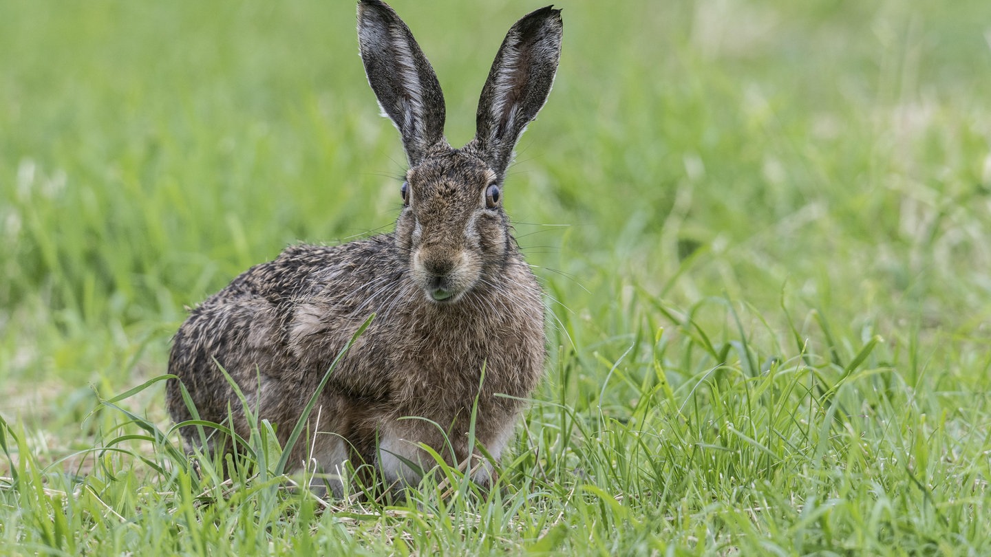 Im Kreis Mayen-Koblenz wurde bei einem Feldhasen die Hasenpest nachgewiesen.