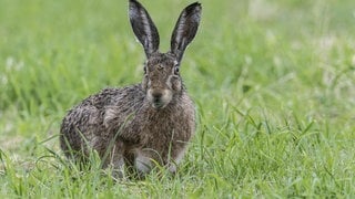 Im Kreis Mayen-Koblenz wurde bei einem Feldhasen die Hasenpest nachgewiesen. 