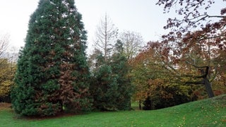 Ein Bergmammutbaum im Volkspark Lützel mit sogenannter Wipfeldürre muss gefällt werden, seine Krone ist bereits kahl.