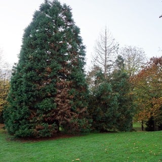 Ein Bergmammutbaum im Volkspark Lützel mit sogenannter Wipfeldürre muss gefällt werden, seine Krone ist bereits kahl.