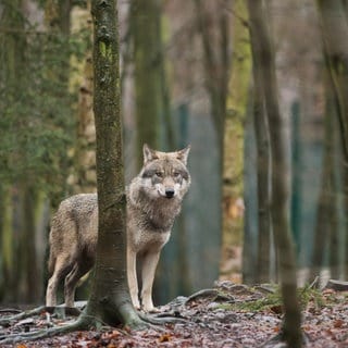 Wolf steht im Westerwald