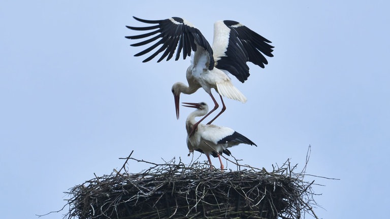 Ein Storchenmännchen und ein Storchenweibchen in ihrem Nest 