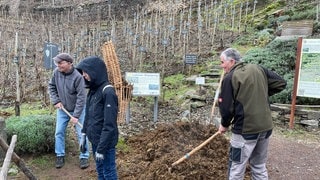 Drei Männer stehen im Weinberg in Lehmen und befüllen einen Korb mit Mist