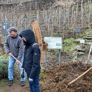 Drei Männer stehen im Weinberg in Lehmen und befüllen einen Korb mit Mist