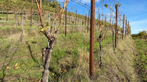 Weinreben oberhalb von Dernau: quer gepflanzt, Terrassen mit Gräsern