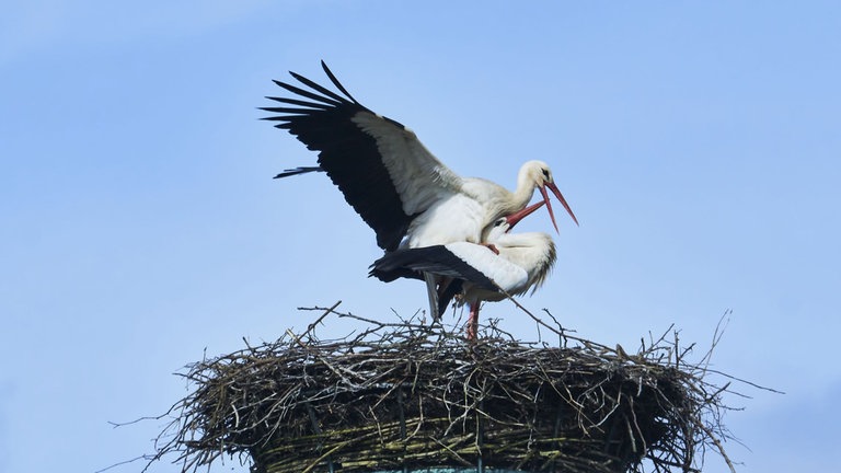 Weißstörche in ihrem Nest 