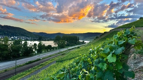 Weinberge im Bopparder Hamm am Mittelrhein