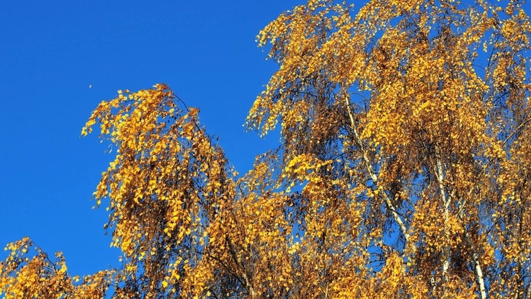 Die goldgelben Blätter eines Baumes am Laacher See erzeugen im Herbst Indian-Summer-Feeling. 