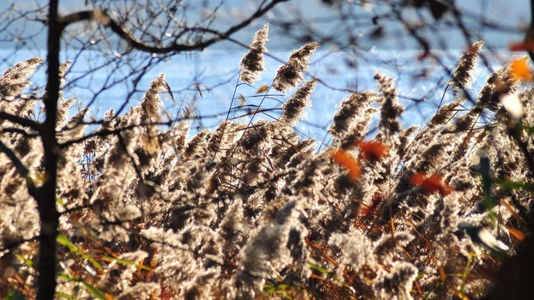 Blick durch wogende Gräser auf den Laacher See im Herbst.