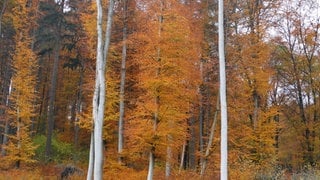 Rot-gelbe Blätter leuchten an Bäumen im Herbst am Malberg im Westerwald: Ein Geheimtipp für einen Ausflug im Herbst.