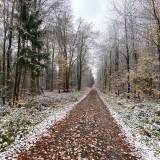 Der erste Puderzucker-Schnee im Wald bei Höchstenbach im Westerwald