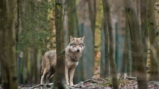 Wolf steht im Westerwald. In Rheinland-Pfalz soll erstmals ein Wolf offiziell zum Abschuss freigegeben werden.