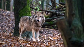 Wolf steht im Wald. In Rheinland-Pfalz ist der erste Wolf zum Abschuss freigegeben - ein Wolfsrüde aus dem Westerwald.