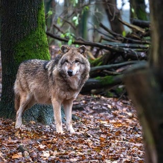 Wolf steht im Wald. In Rheinland-Pfalz ist der erste Wolf zum Abschuss freigegeben - ein Wolfsrüde aus dem Westerwald.