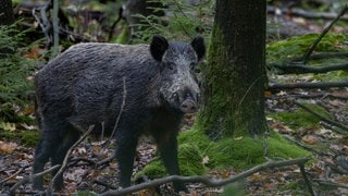 Ein Wildschwein steht im Wald. ERster Fall von Afrikanischer Schweinepest bei Boppard