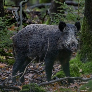 Ein Wildschwein steht im Wald. ERster Fall von Afrikanischer Schweinepest bei Boppard