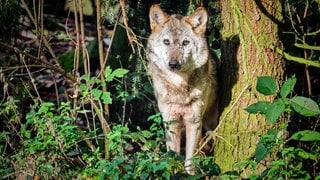 Europäischer Wolf im Unterholz. Im Westerwald darf ein problematischer Wolf getötet werden. So gehen die Jäger vor.