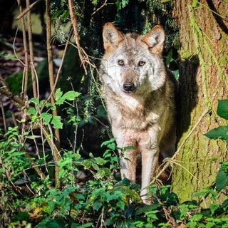 Europäischer Wolf im Unterholz. Im Westerwald darf ein problematischer Wolf getötet werden. So gehen die Jäger vor.