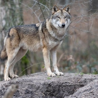 Darf noch nicht geschossen werden: der Wolfsrüde "GW1896m" aus dem Leuscheider Rudel (Symbolbild)