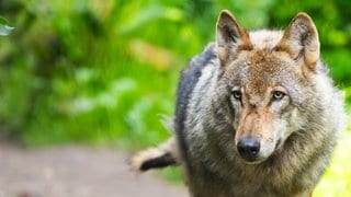 Ein Wolf läuf vor einem verschwommenen grünen Hintergrund: Nach einer Eilentscheidung des Verwaltungsgerichts Koblenz darf ein problematischer Wolf im Westerwald nicht wie geplant getötet werden. 