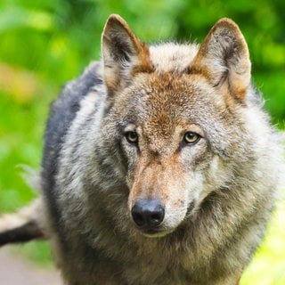 Ein Wolf läuf vor einem verschwommenen grünen Hintergrund: Nach einer Eilentscheidung des Verwaltungsgerichts Koblenz darf ein problematischer Wolf im Westerwald nicht wie geplant getötet werden. 